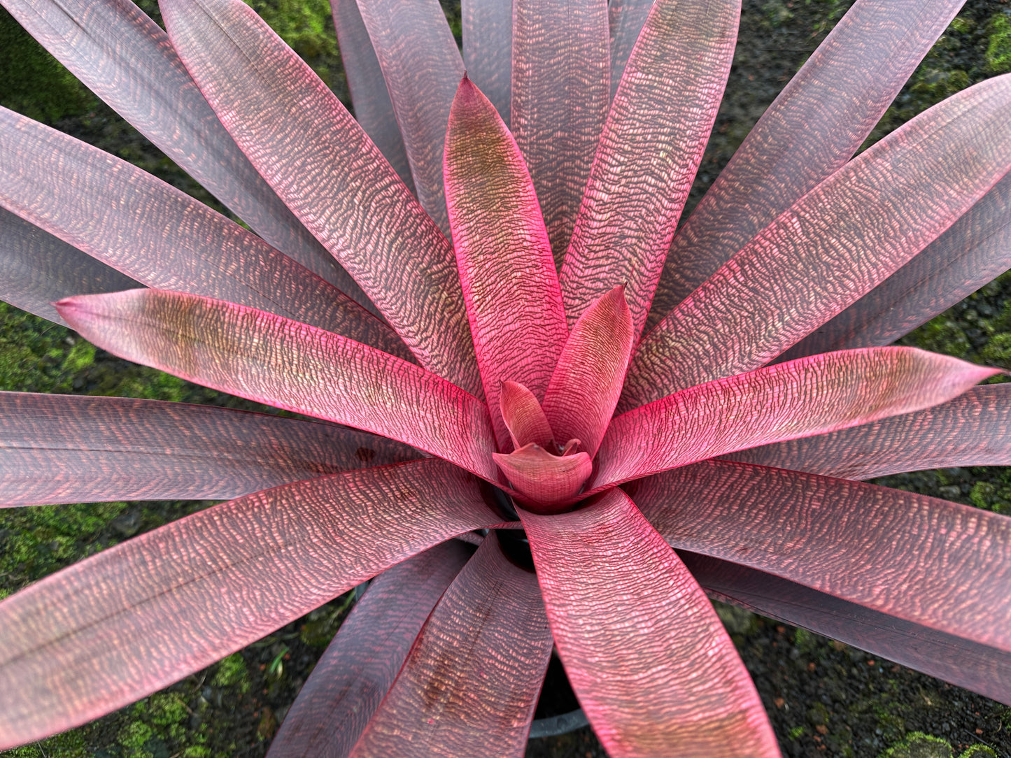 Vriesea ‘Panaewa Beauty’