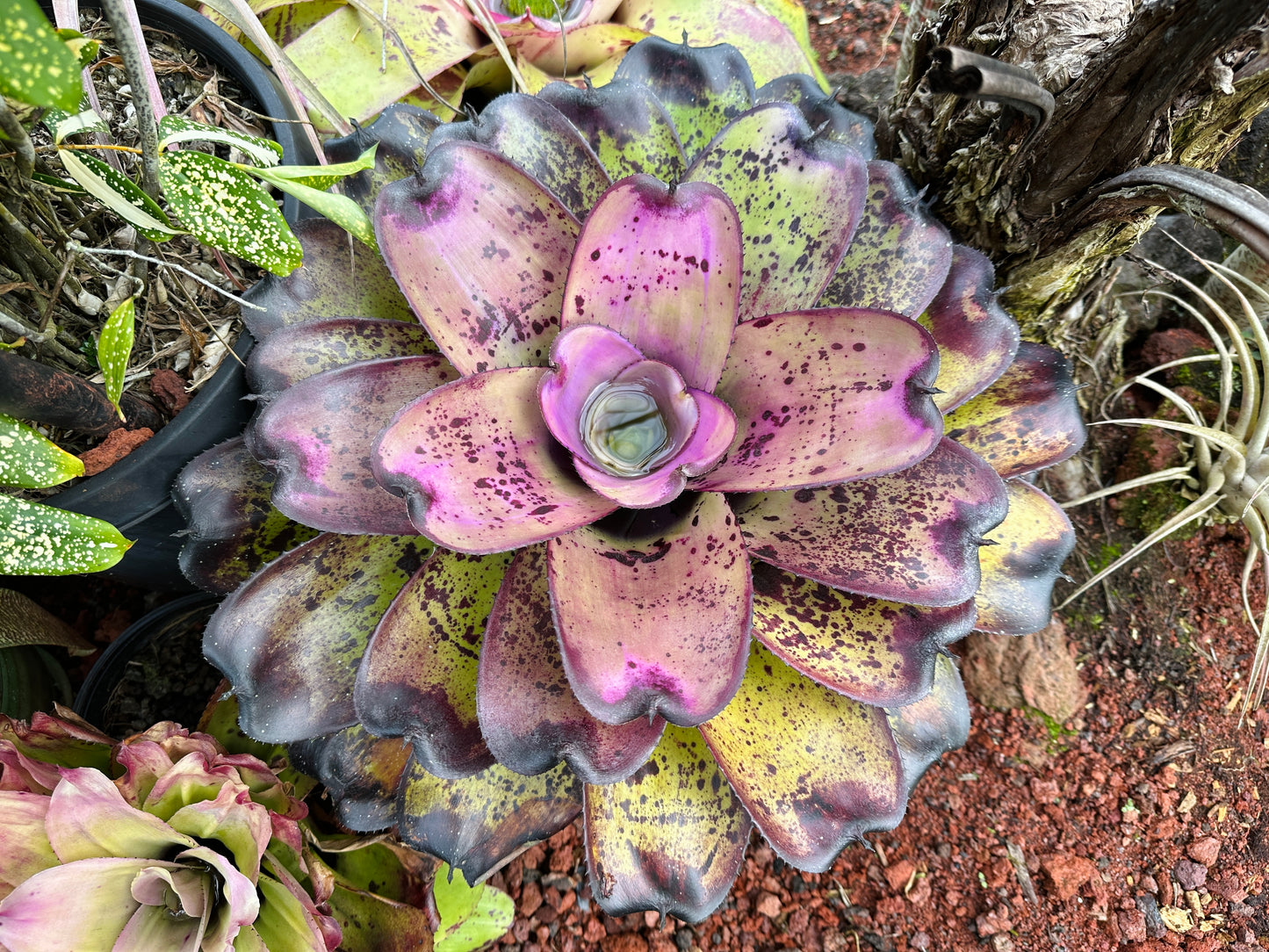 Neoregelia ‘Royanne’