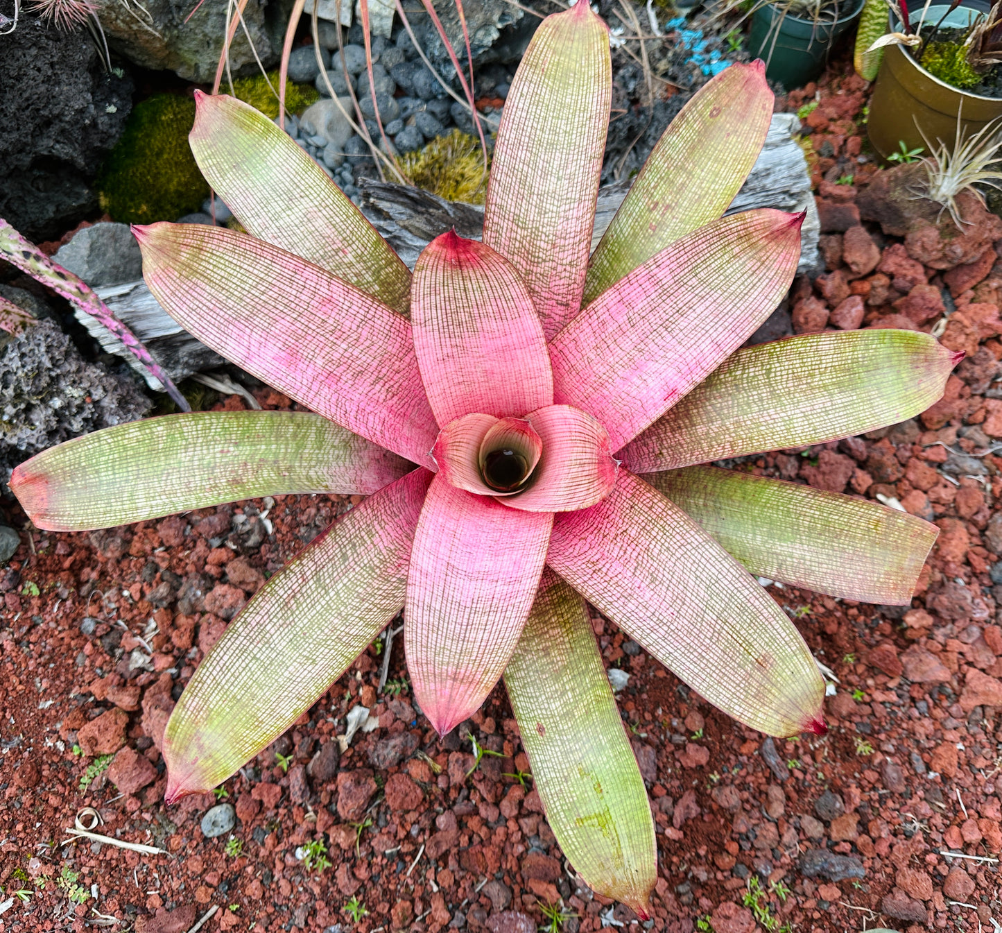 Vriesea ‘Emiko’