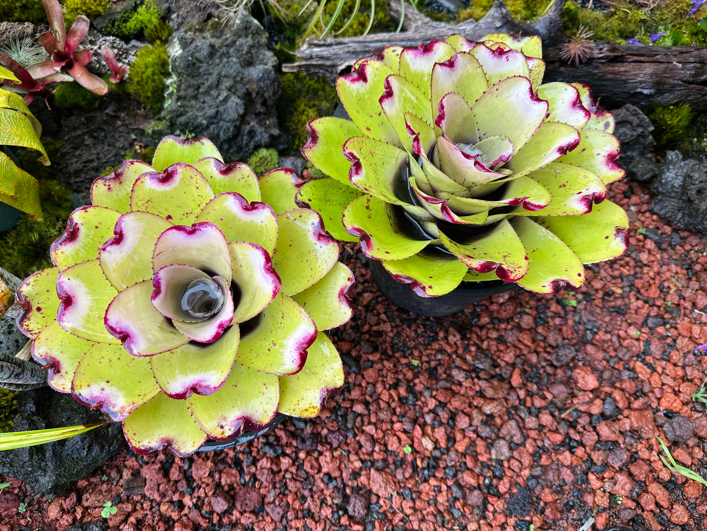 Neoregelia ‘Lilikoi’