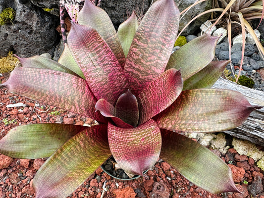 Vriesea ‘Royal Hawaiian Sunset’