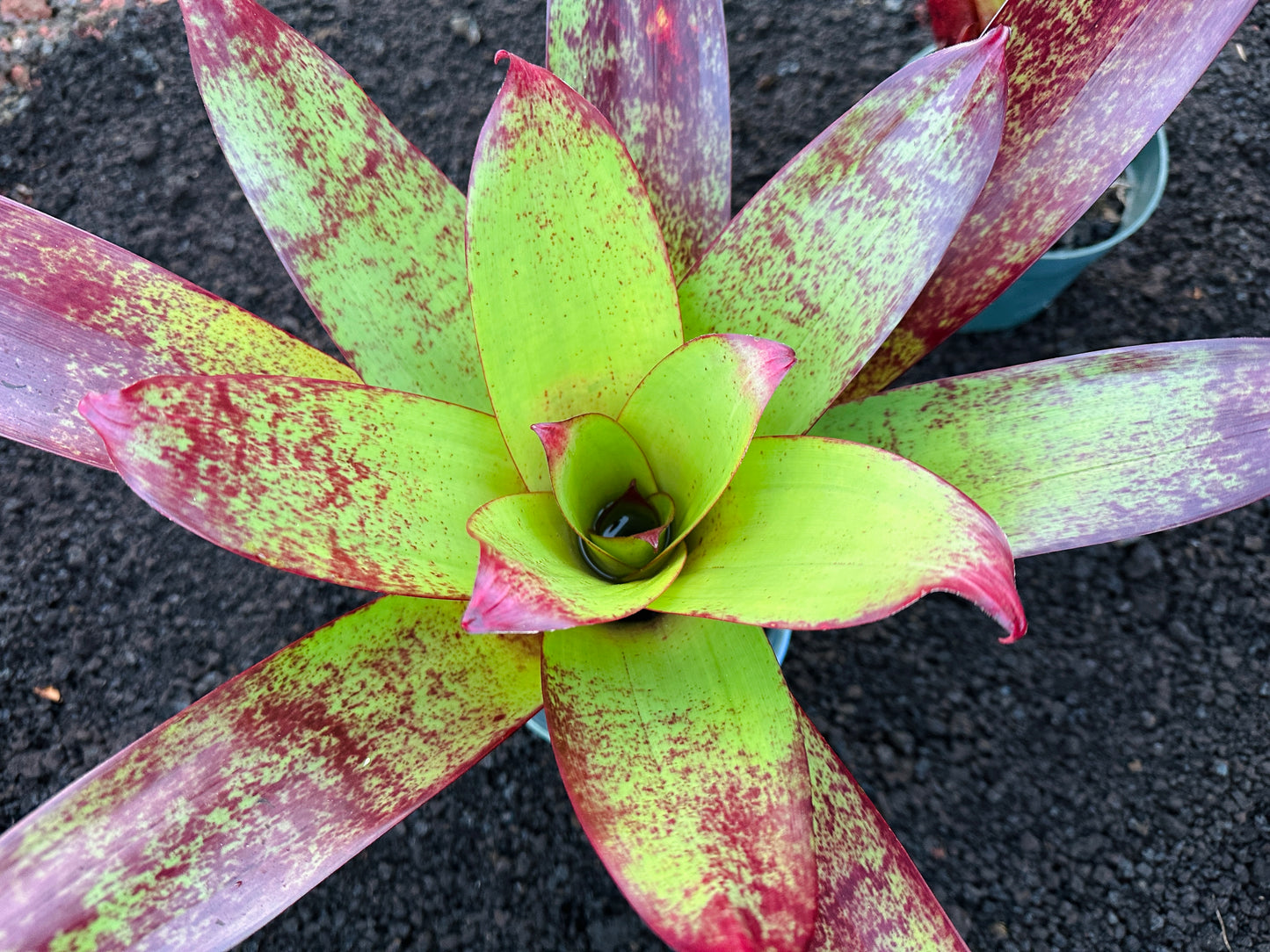 Alcantarea vinicolor