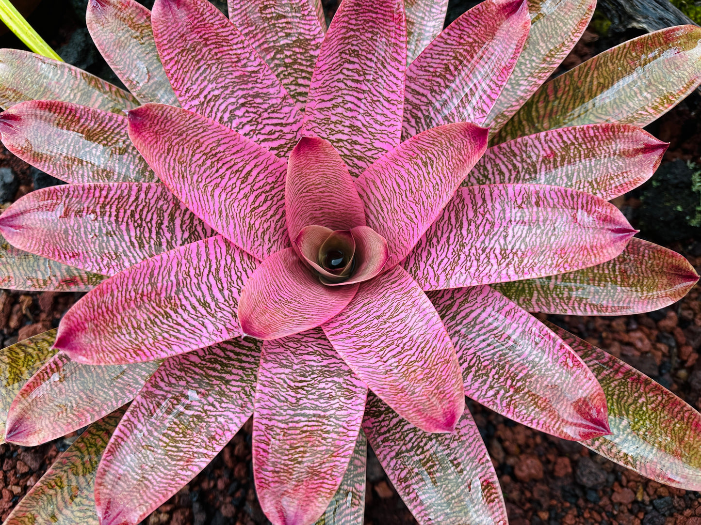 Vriesea ‘Leina’ala’ x ‘Hilo Rainbow’