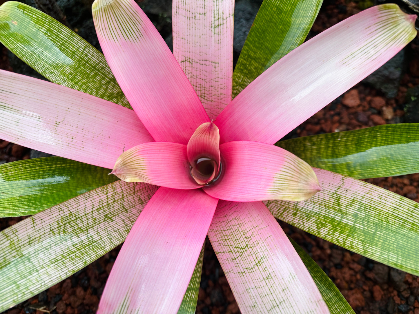 Vriesea ‘Hawaiian Pink Lady’