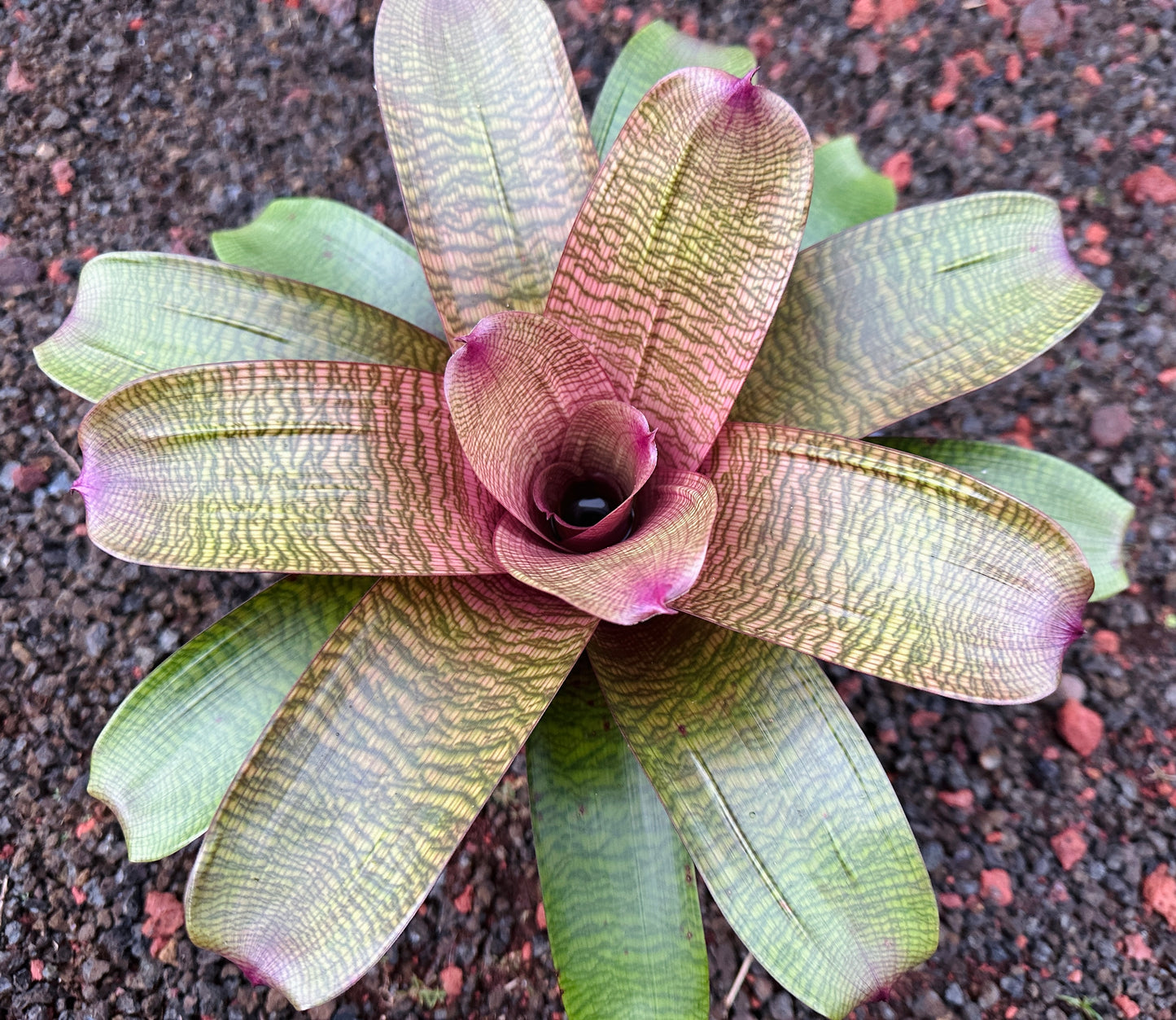 Vriesea hieroglyphica x ‘Sherlette’s Pride