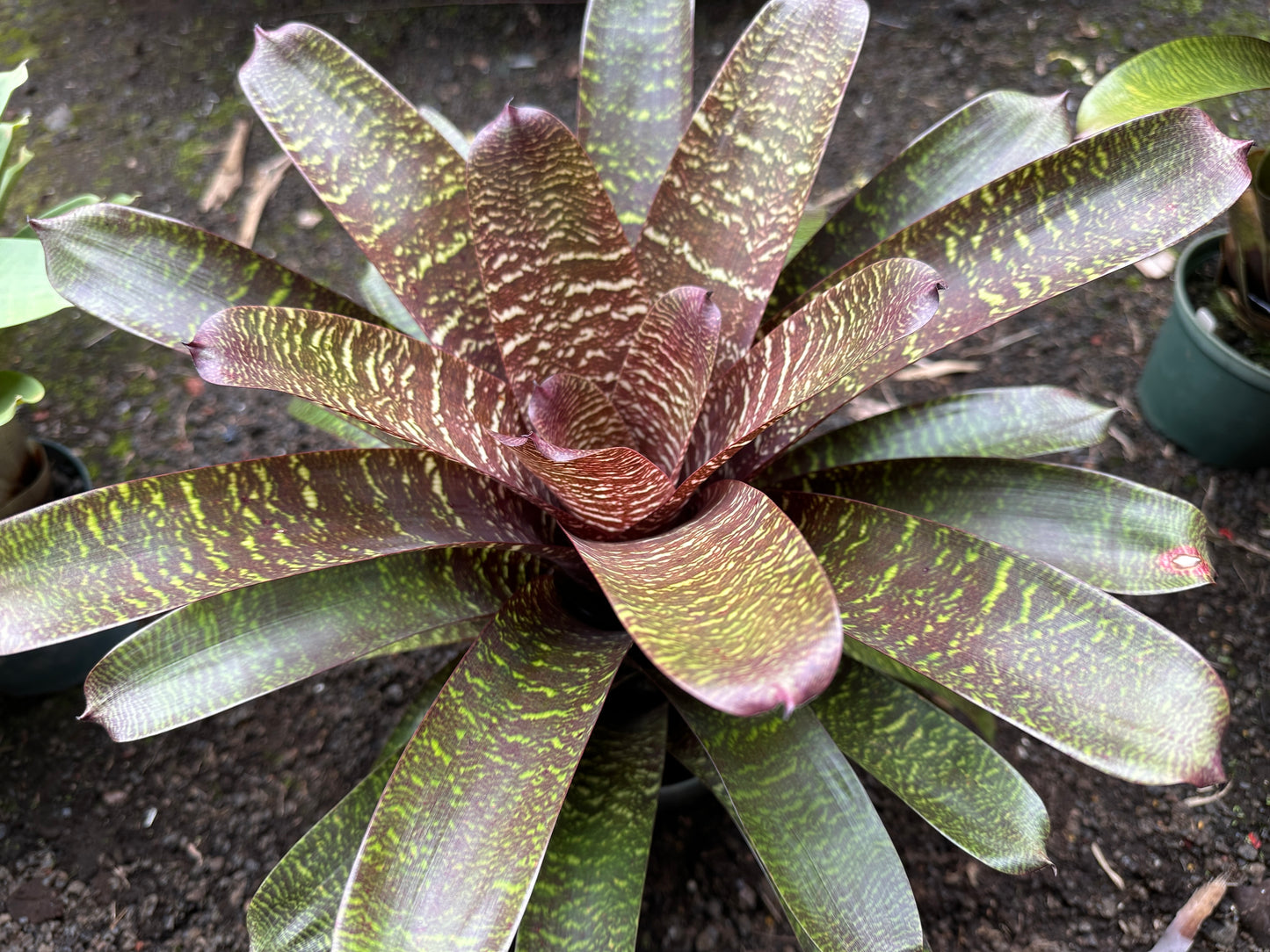 Vriesea ‘Patrice’