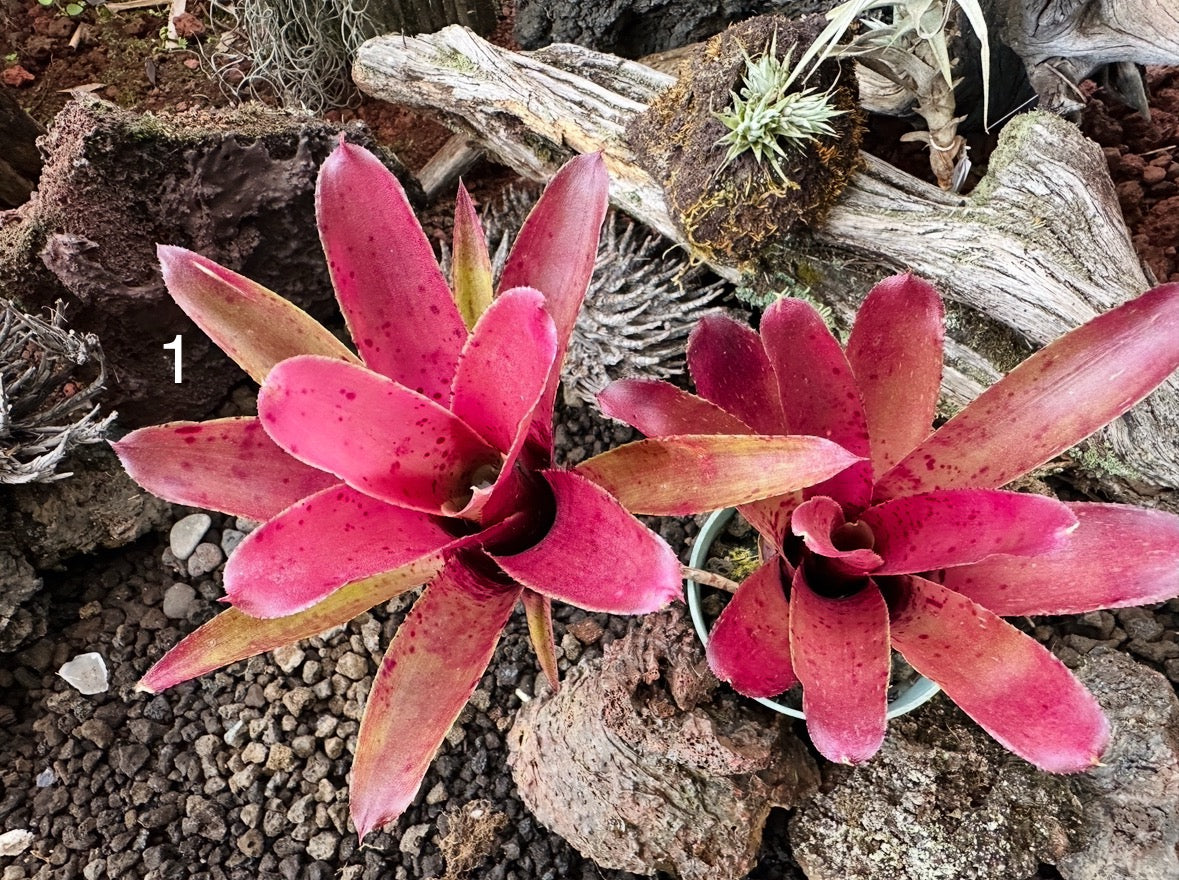 Assorted Neoregelia Minis