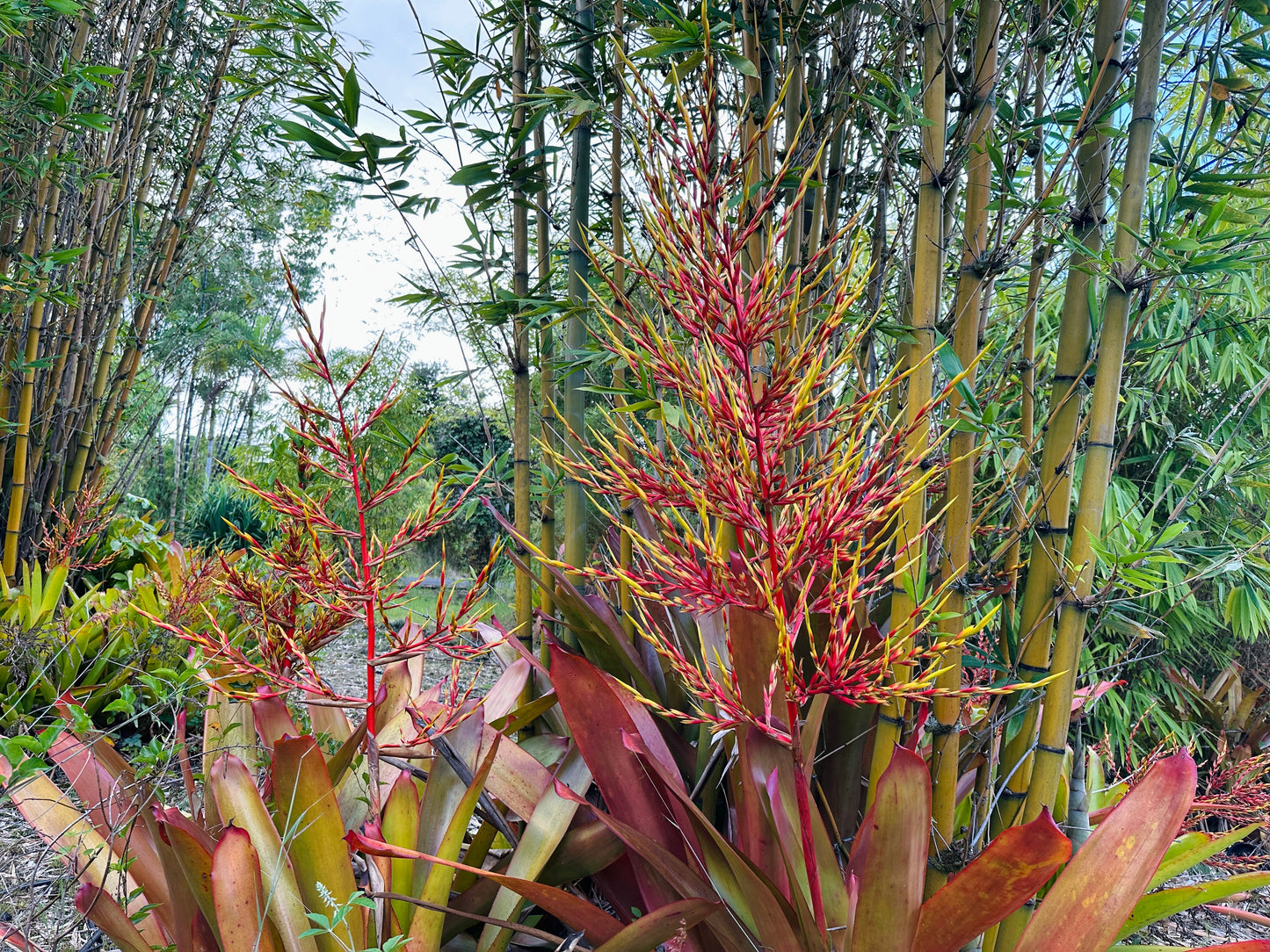 Aechmea blanchetiana