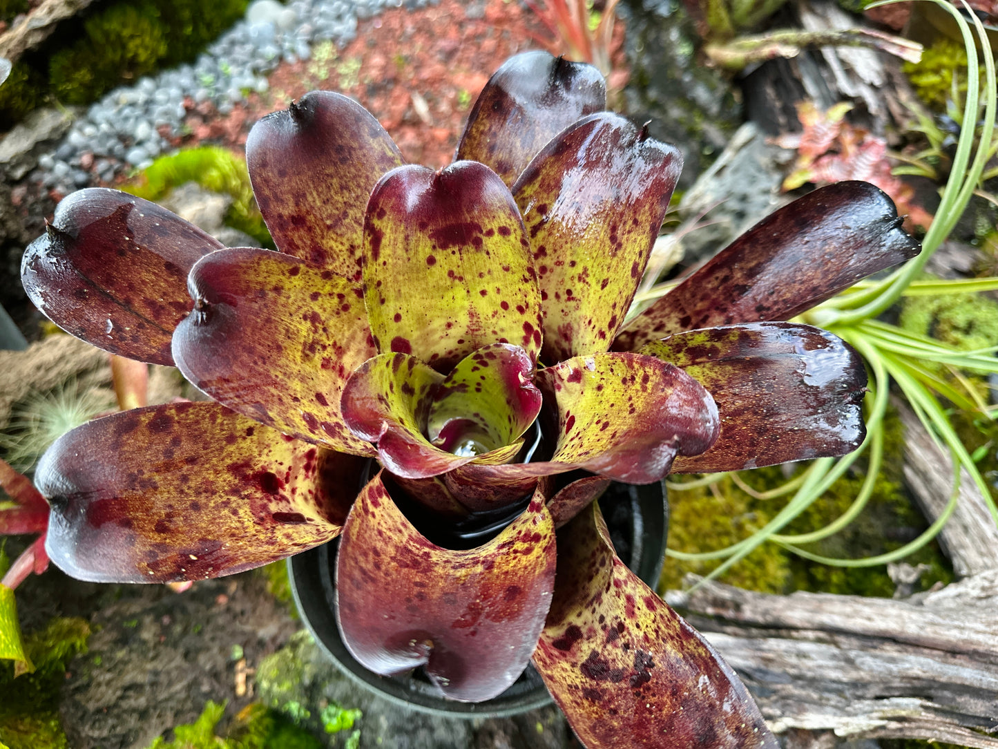 Neoregelia ‘Blueberry Muffin’ x ‘Ninja’