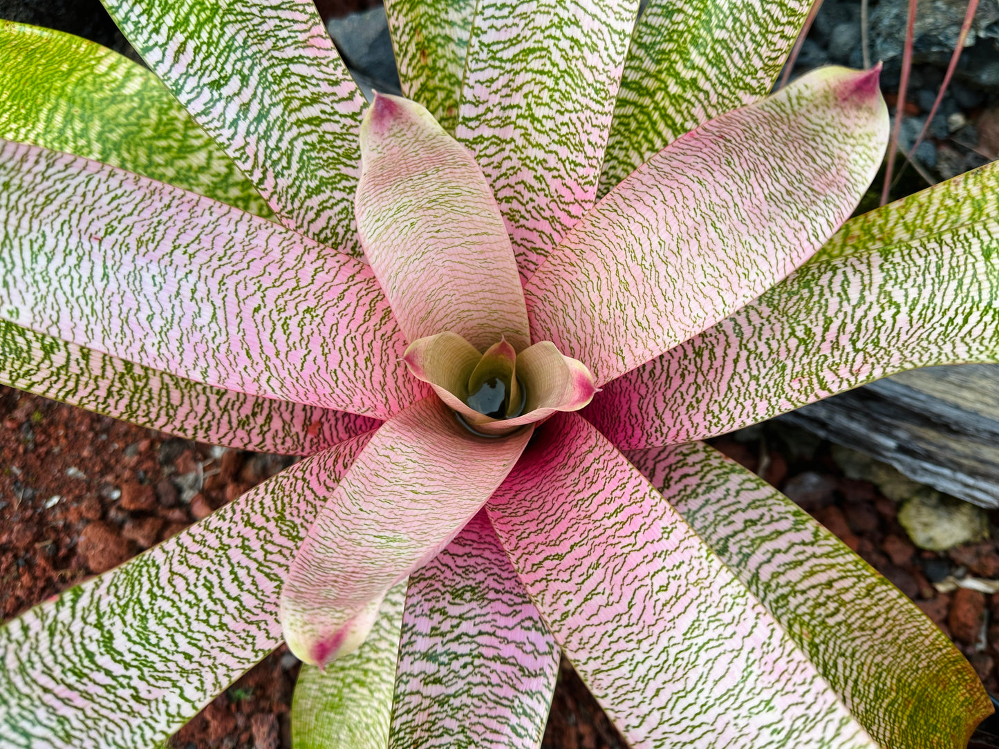 Vriesea ‘Kelci Shiigi’