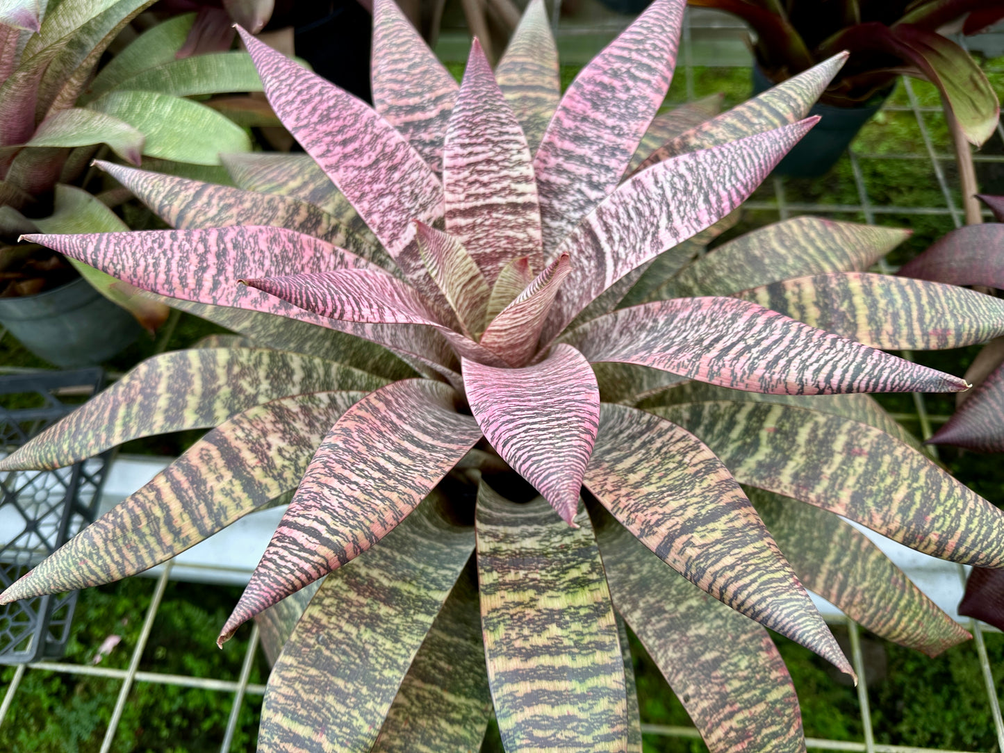 Vriesea ‘Ellen Yoshimura Harrell’