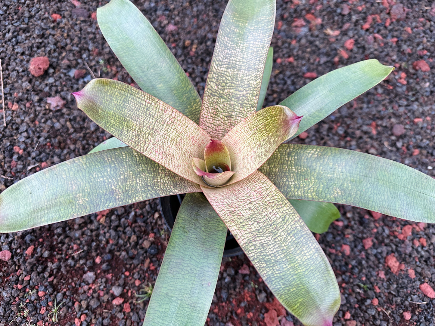 Vriesea ‘Jane Higa Testa’ x (‘Kaumana’ x ‘Sakurai’)