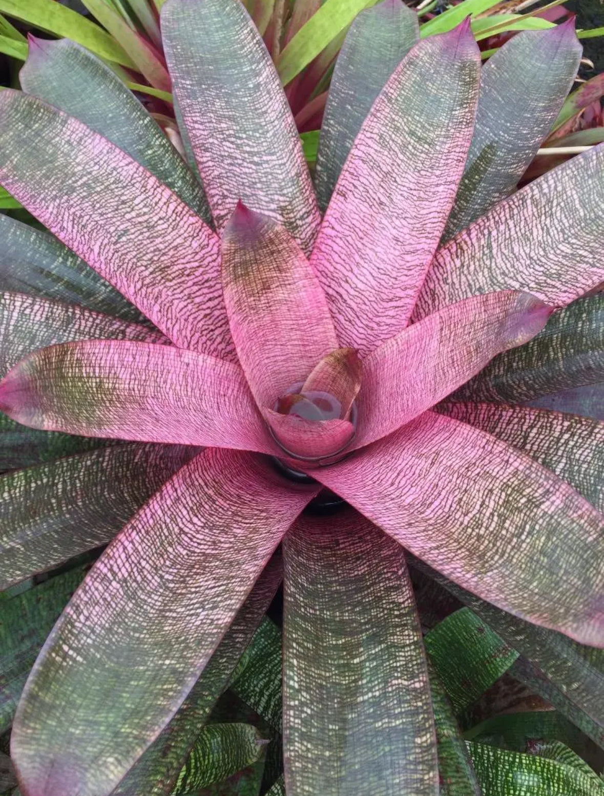 Vriesea ‘Sherlette Shiigi’