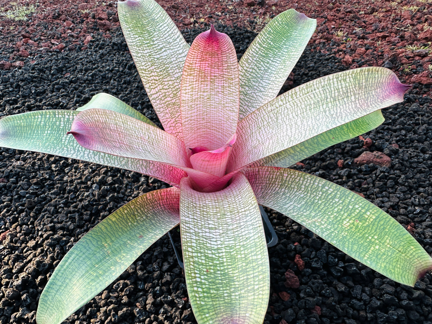 Vriesea ‘Hawaiian Peach’ F2