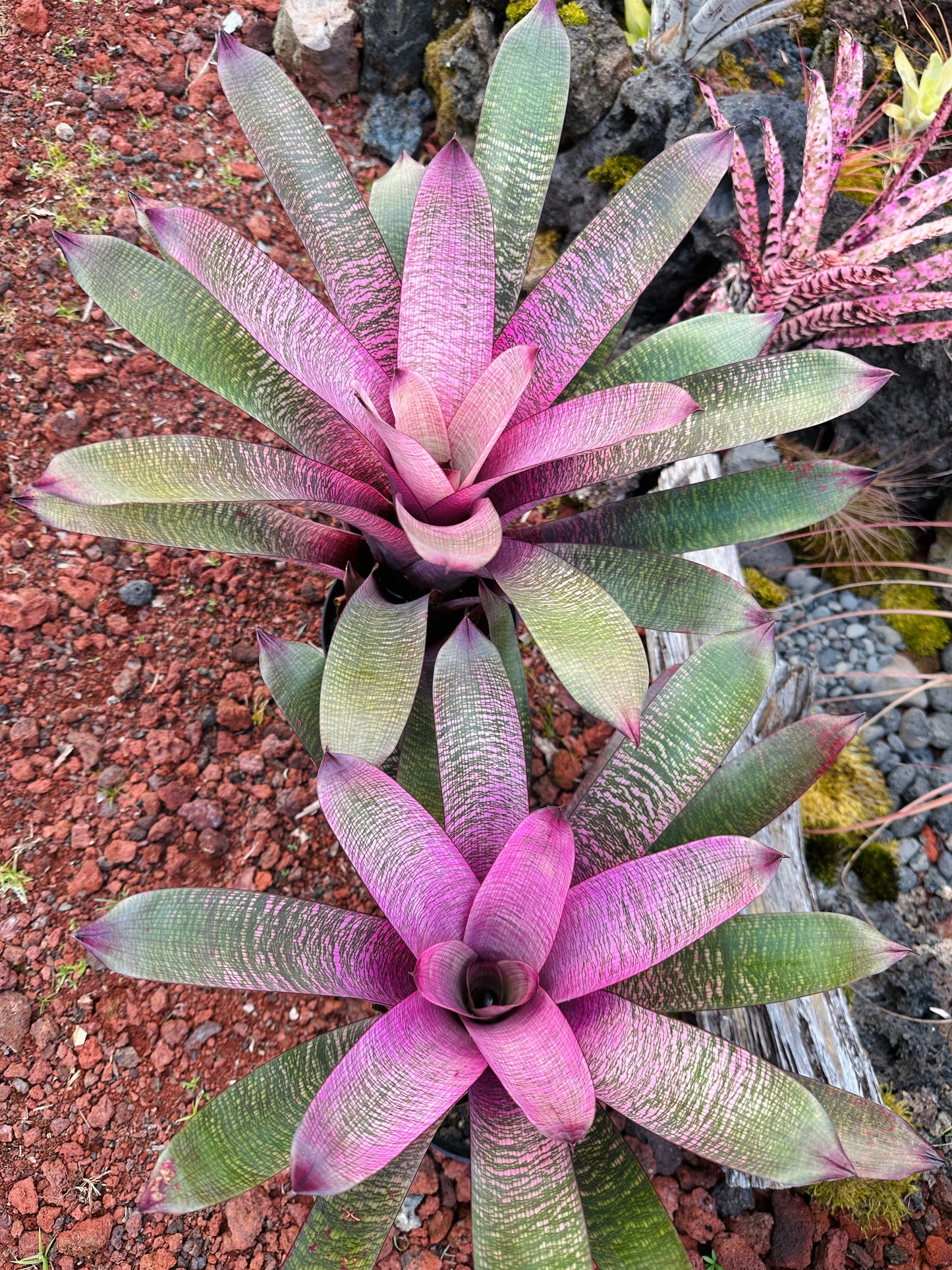 Vriesea ‘Miyoko’