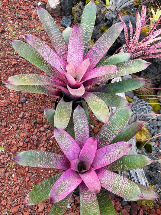 Vriesea ‘Miyoko’