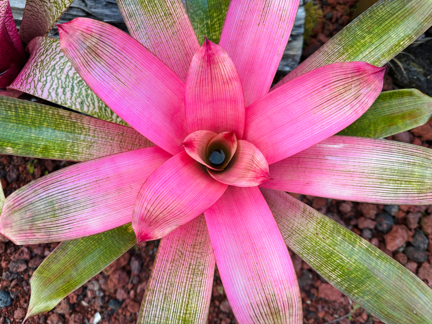 Vriesea ‘Hawaiian Pink Mist’
