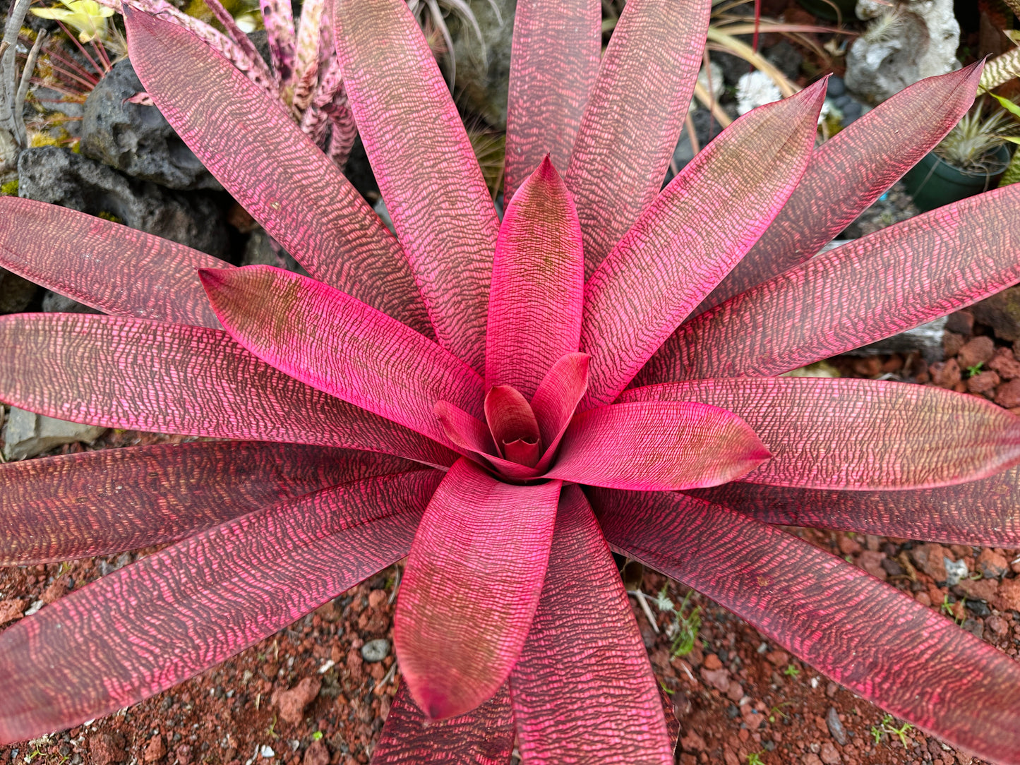 Vriesea ‘Panaewa Beauty’