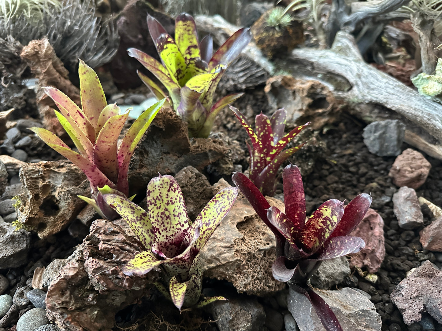 Assorted Neoregelia Minis