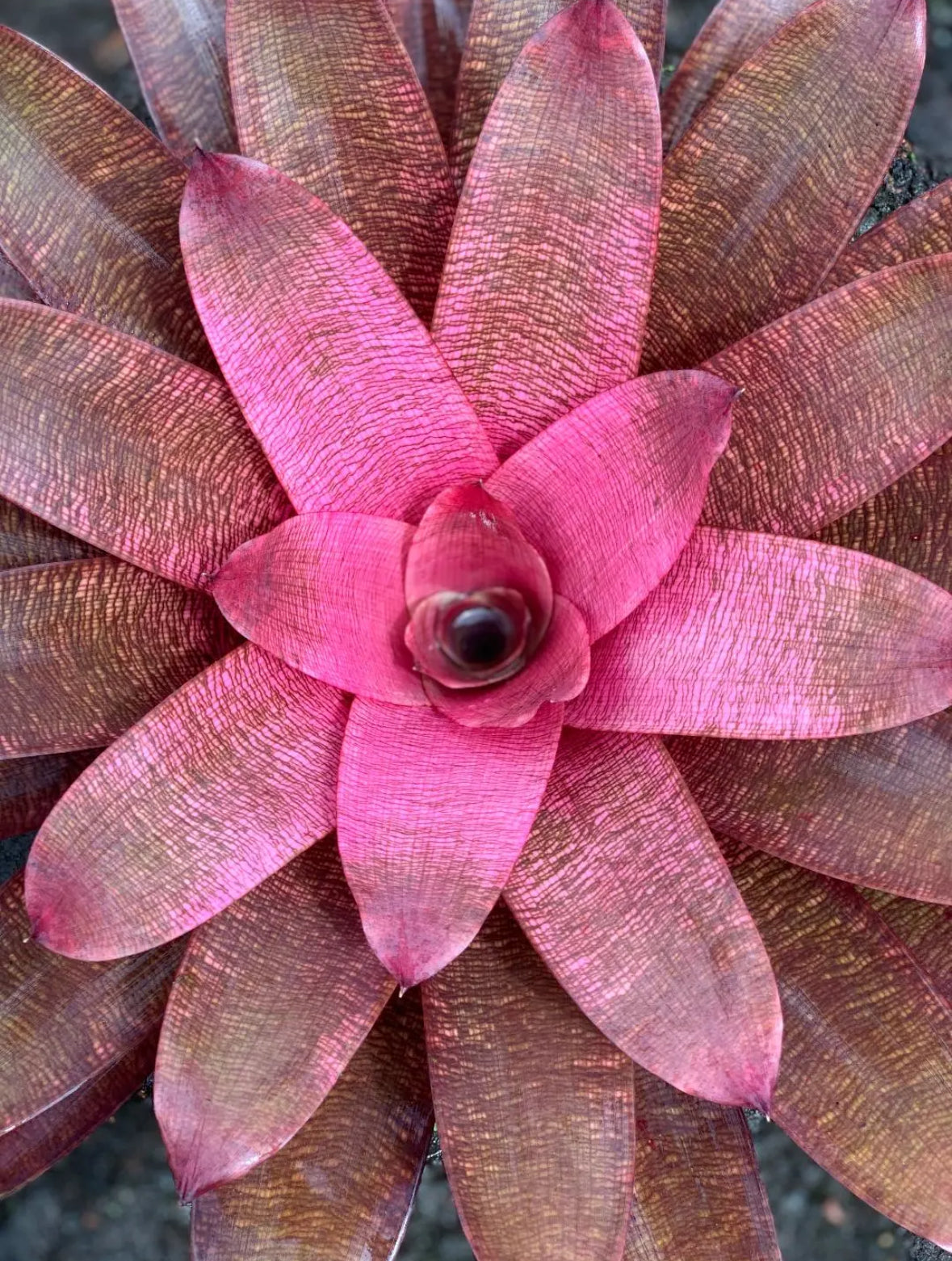 Vriesea ‘Sherlette Shiigi’