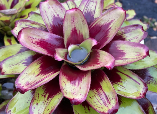 Neoregelia ‘Painted Delight’