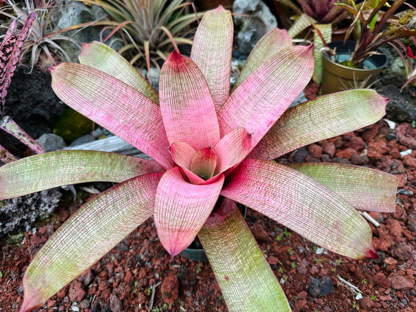 Vriesea ‘Emiko’