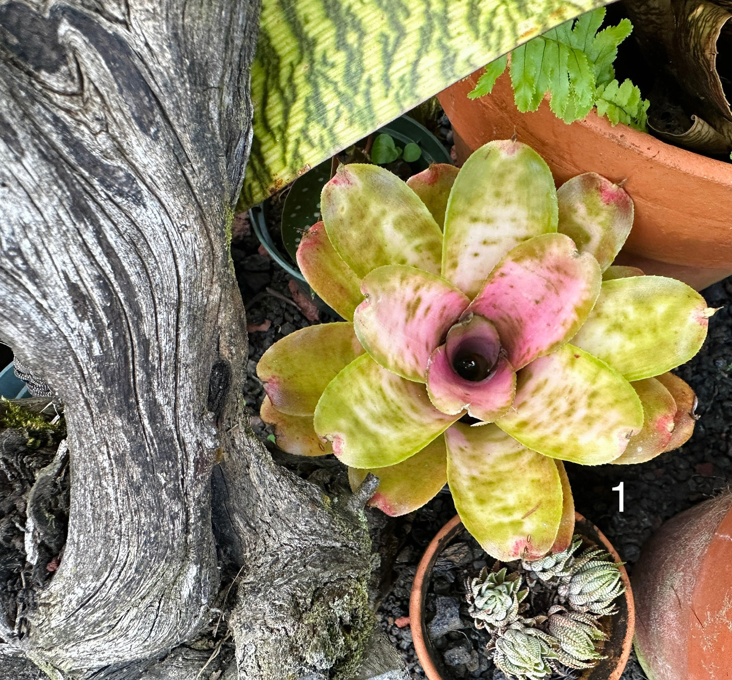 Assorted Neoregelia Minis