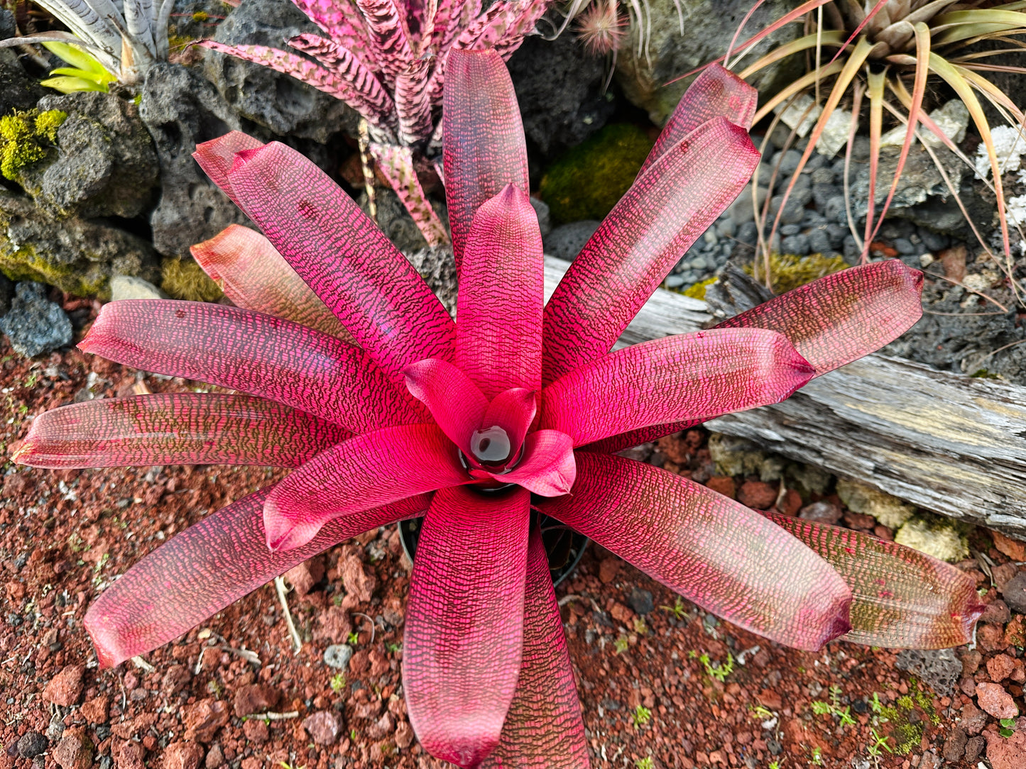 Vriesea ‘Red Samurai’ F2