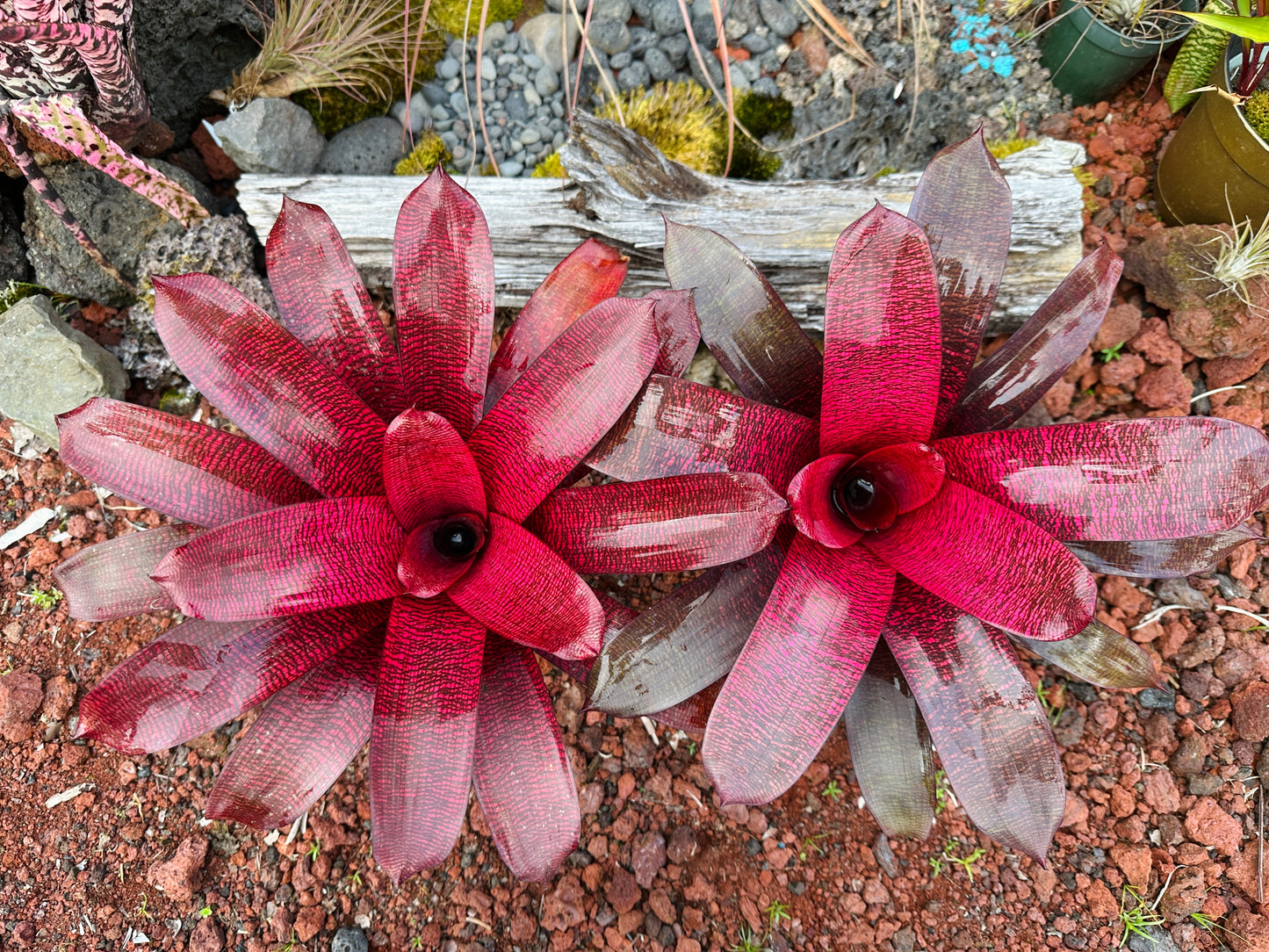 Vriesea ‘Red Samurai’ F2