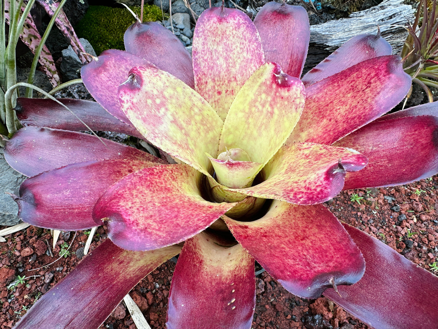 Neoregelia Gold Fever x (Carcharodon Tiger x Ornato)