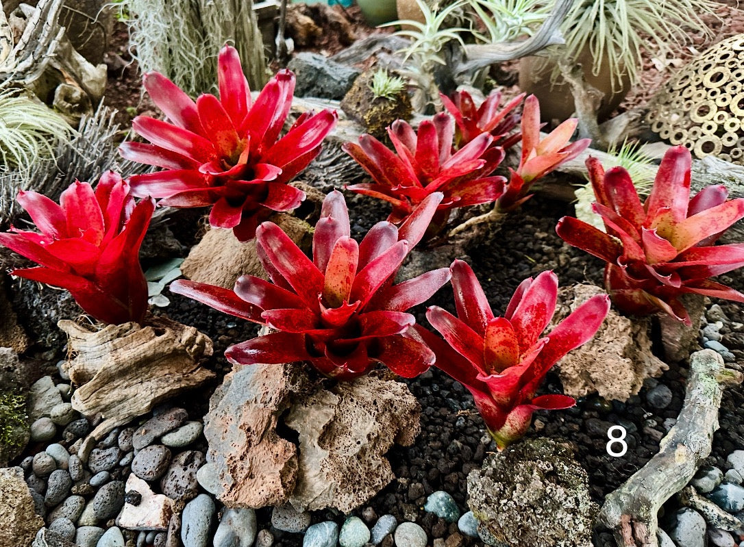 Assorted Neoregelia Minis