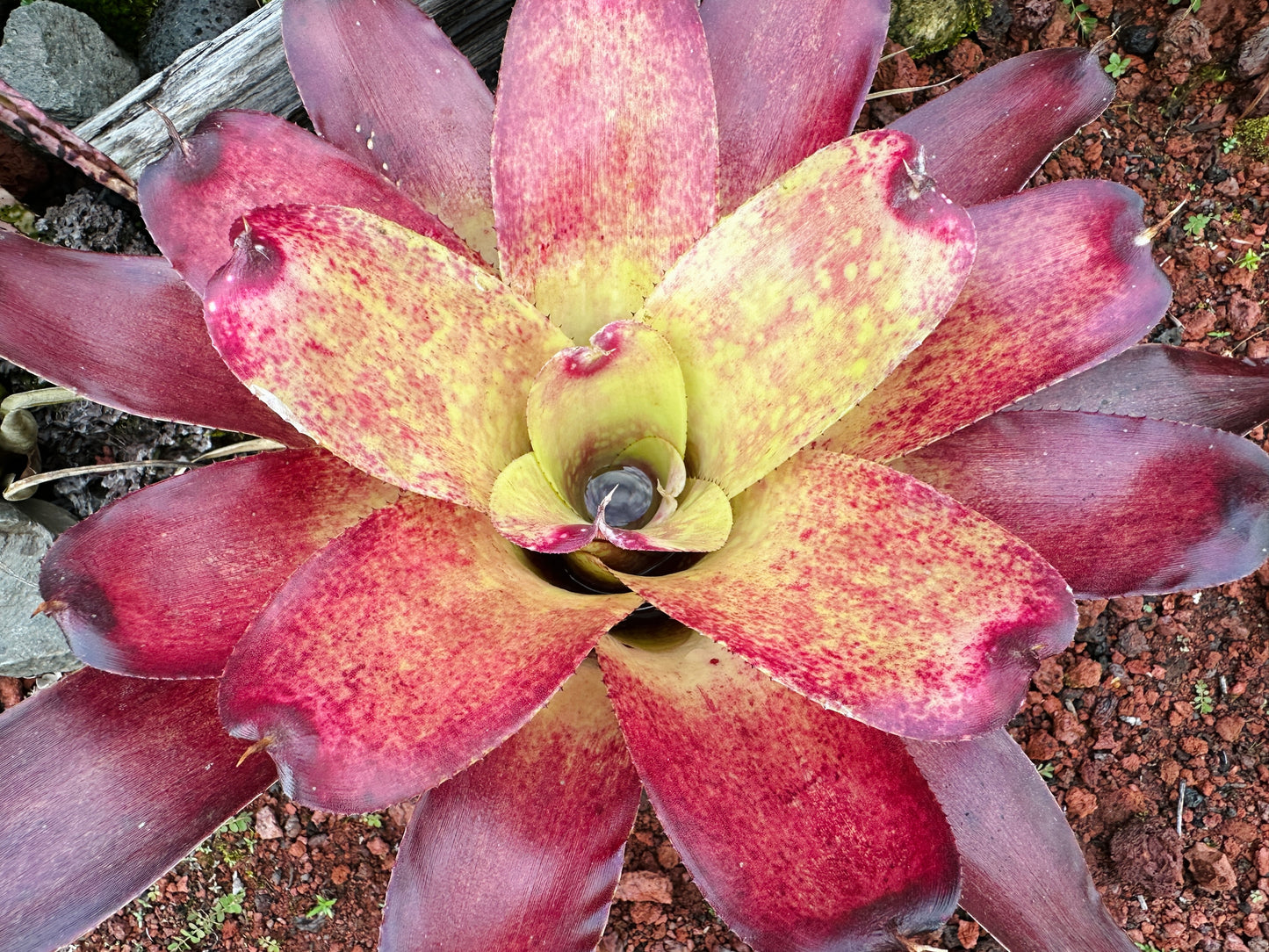 Neoregelia Gold Fever x (Carcharodon Tiger x Ornato)