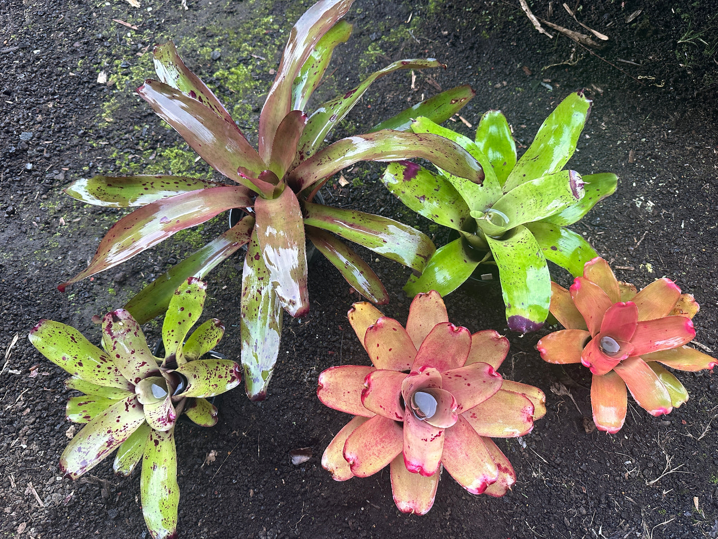Assorted Neoregelia