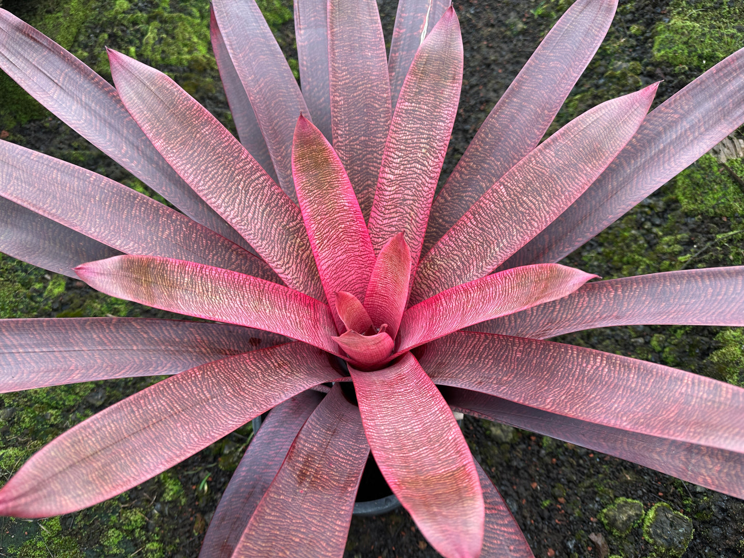 Vriesea ‘Panaewa Beauty’