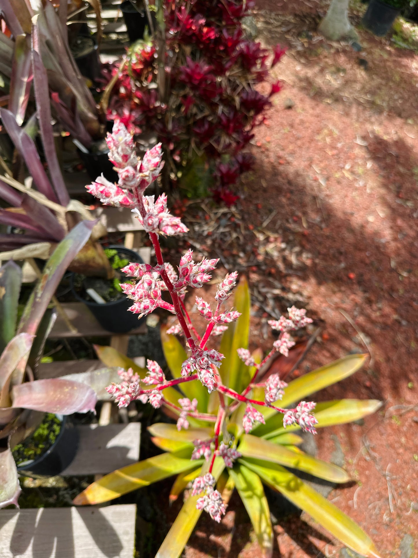 Hohenbergia ‘Razor Blade’