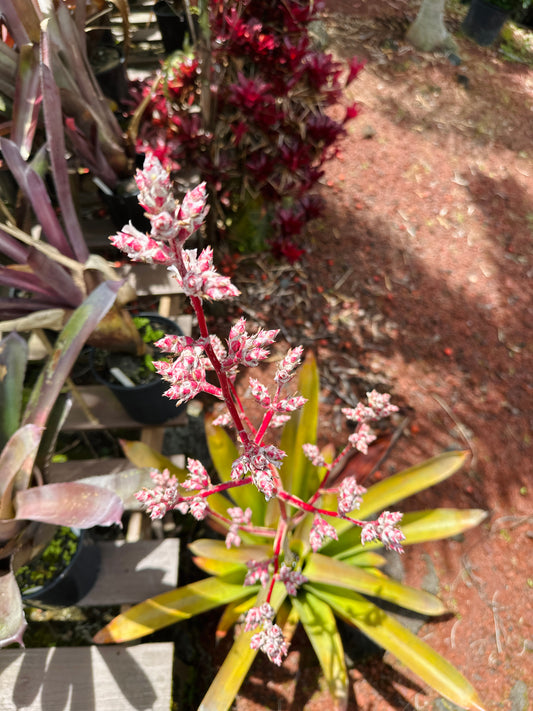 Hohenbergia ‘Razor Blade’