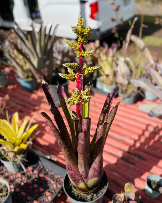 Hohenbergia ‘Goblet’