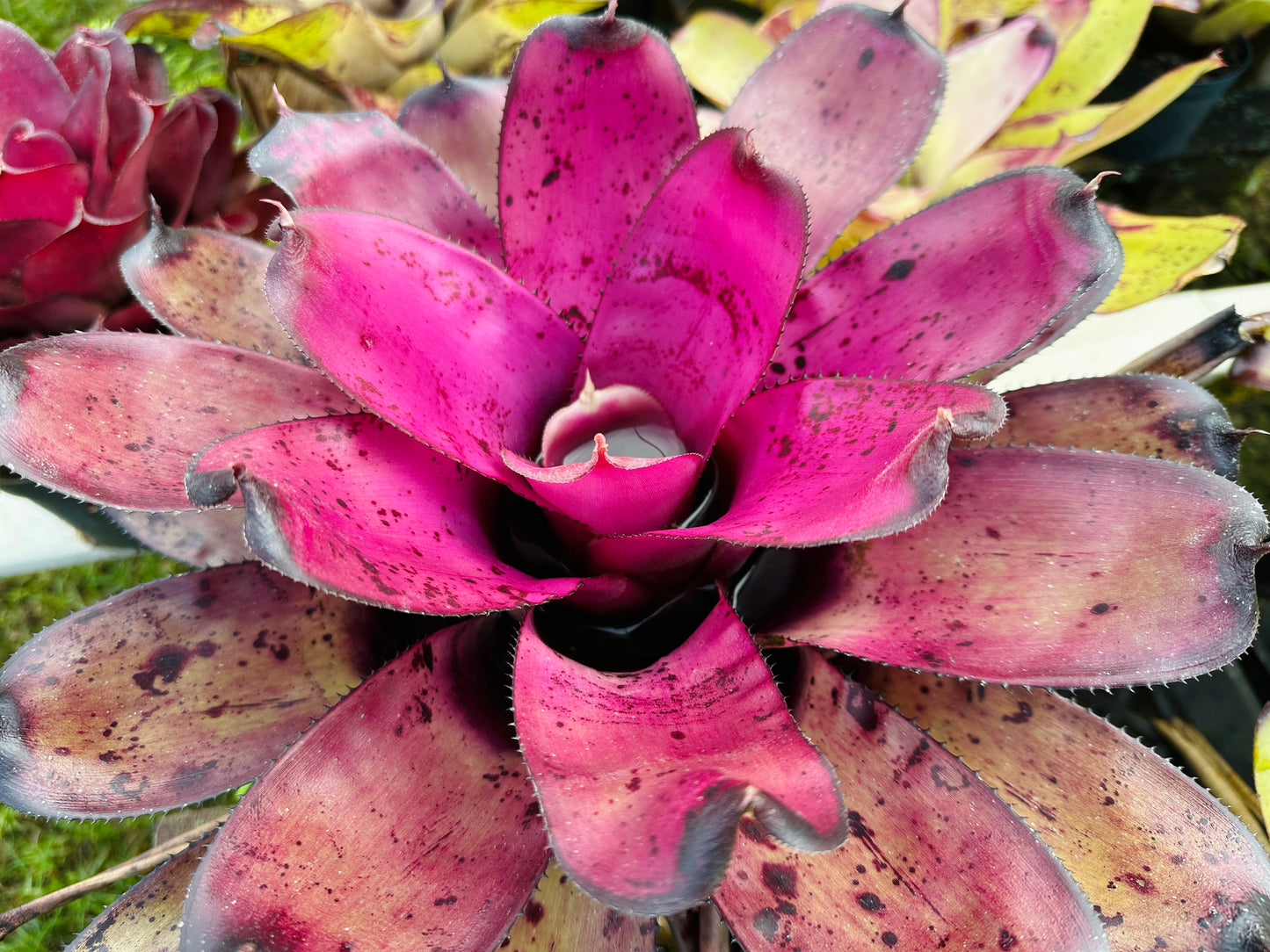 Neoregelia ‘Hilo Rainforest’
