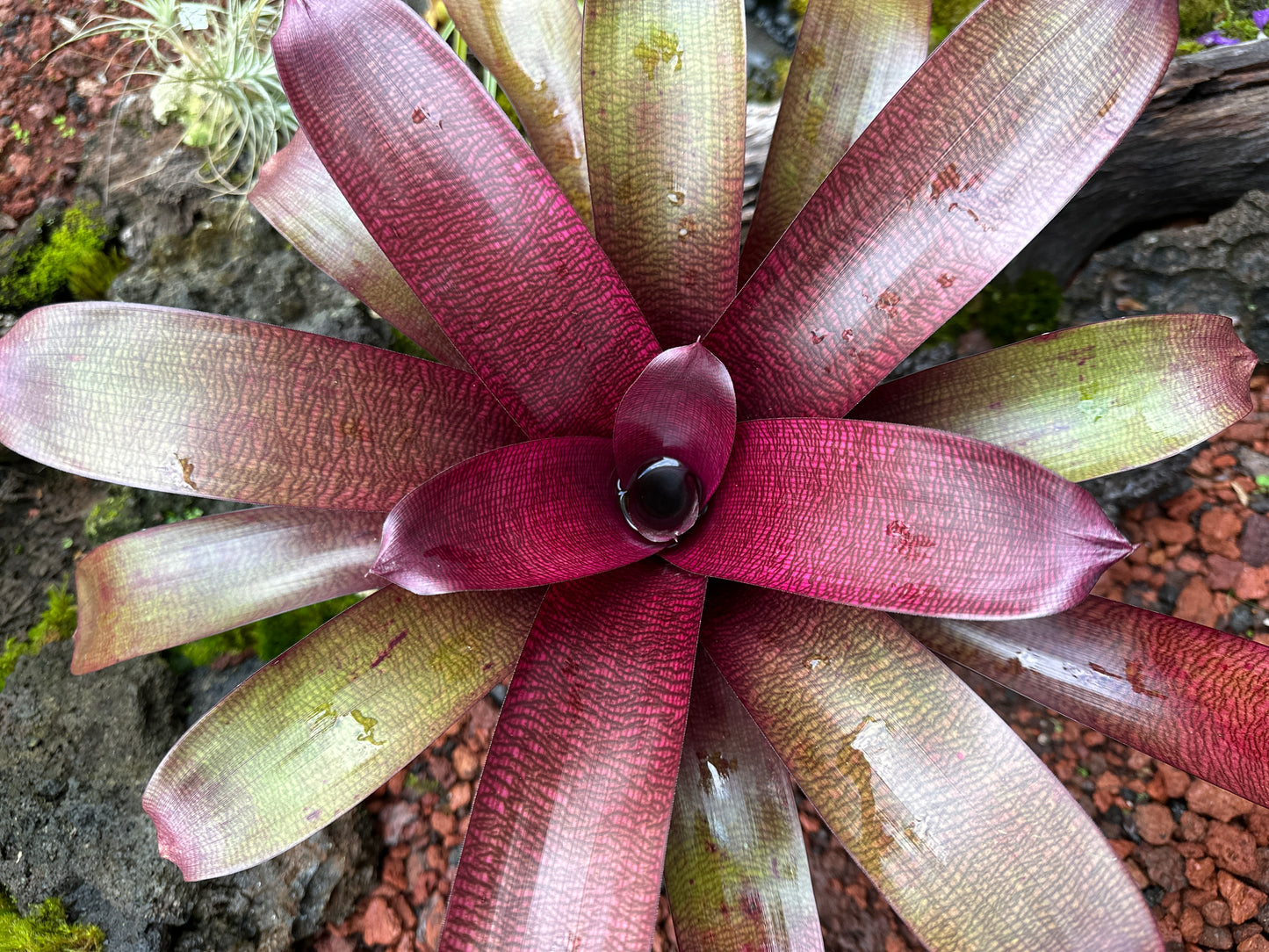 Vriesea ‘Dark Ninja’