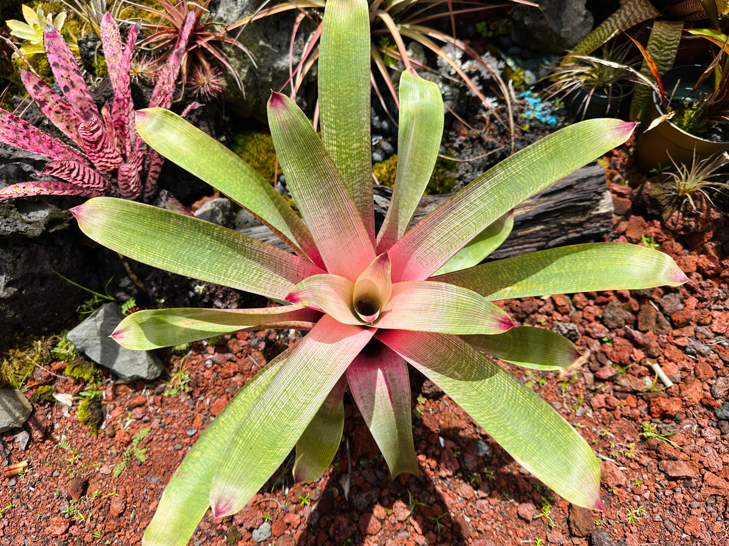 Vriesea ‘Hilo Rainbow’