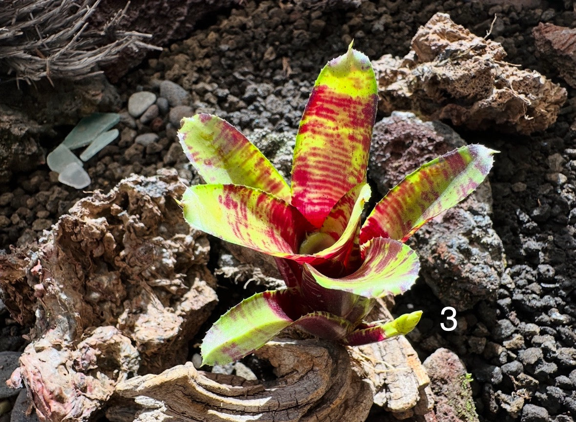 Assorted Neoregelia Minis