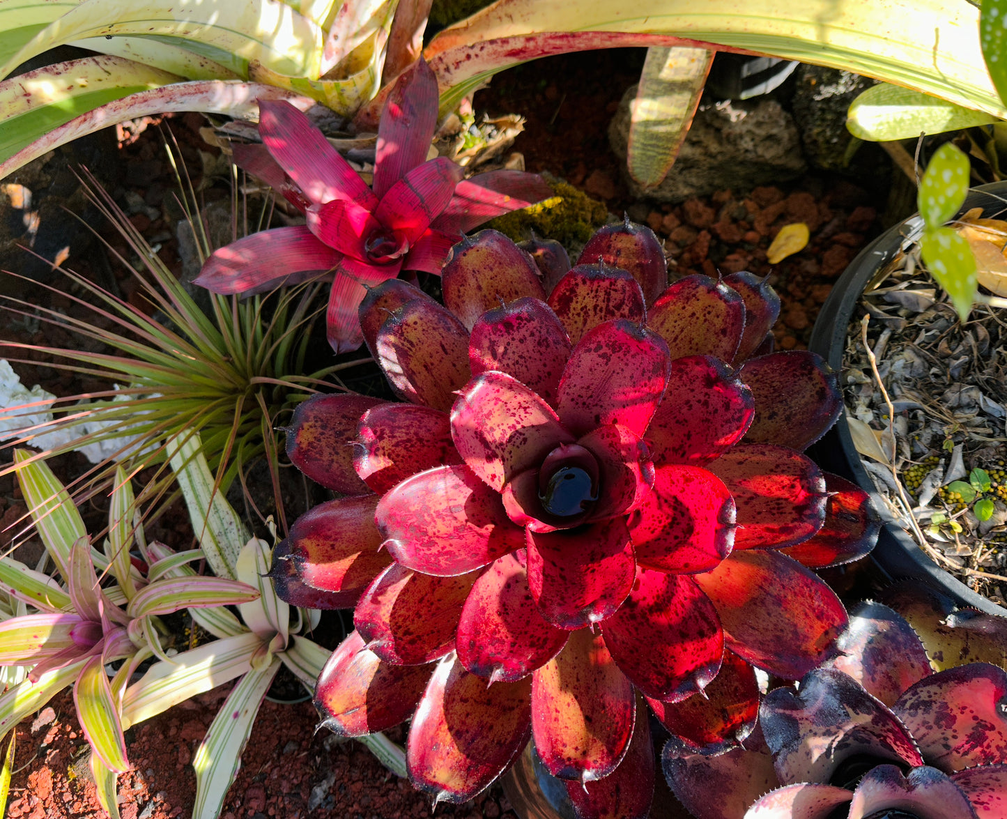 Neoregelia ‘Kawika’ x ‘Hawaiian Rainforest’