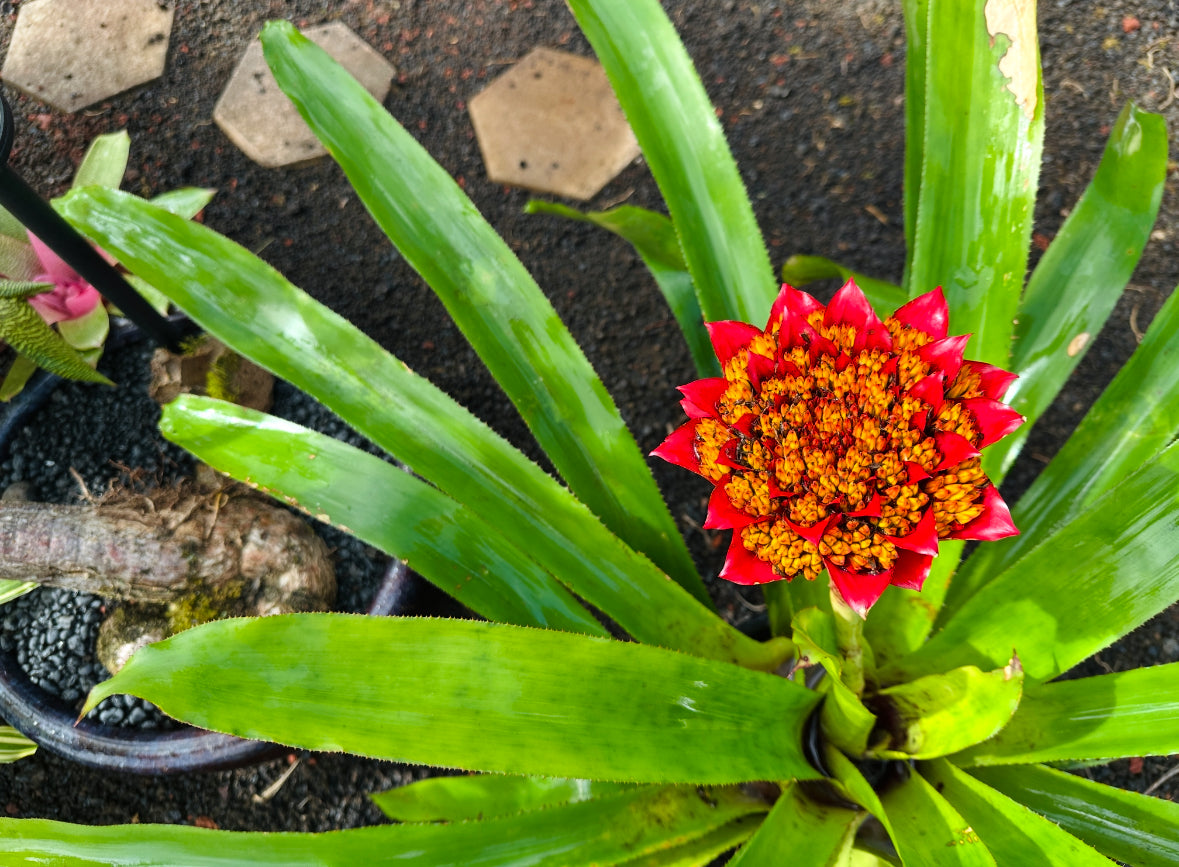 Canistrum aurantiacum