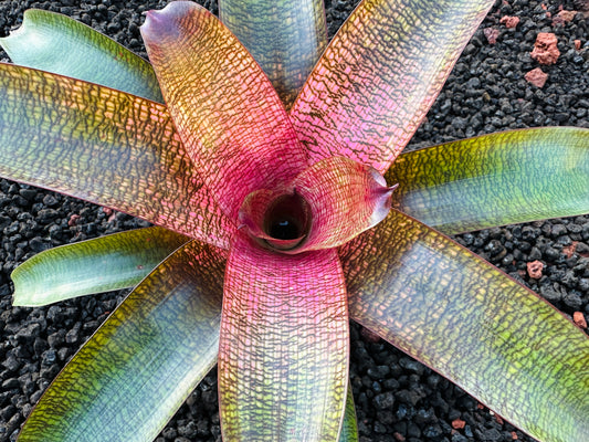 Vriesea ‘Olive and Len Trevor’ x ‘Big Island Passion’