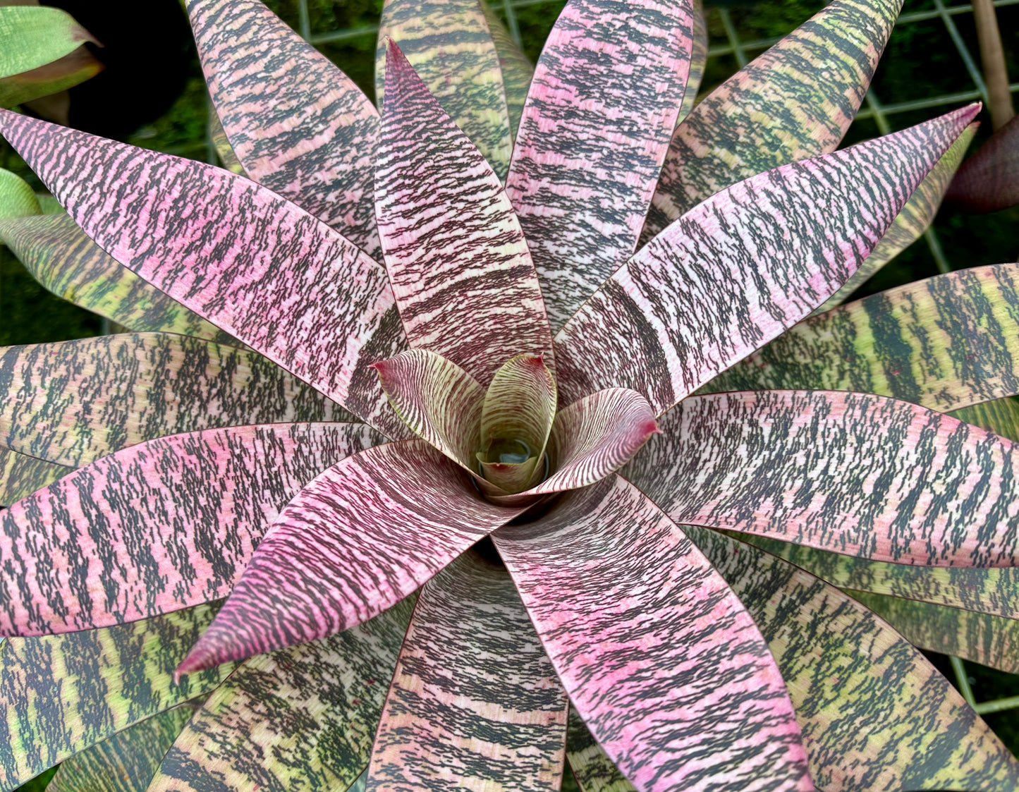 Vriesea ‘Ellen Yoshimura Harrell’