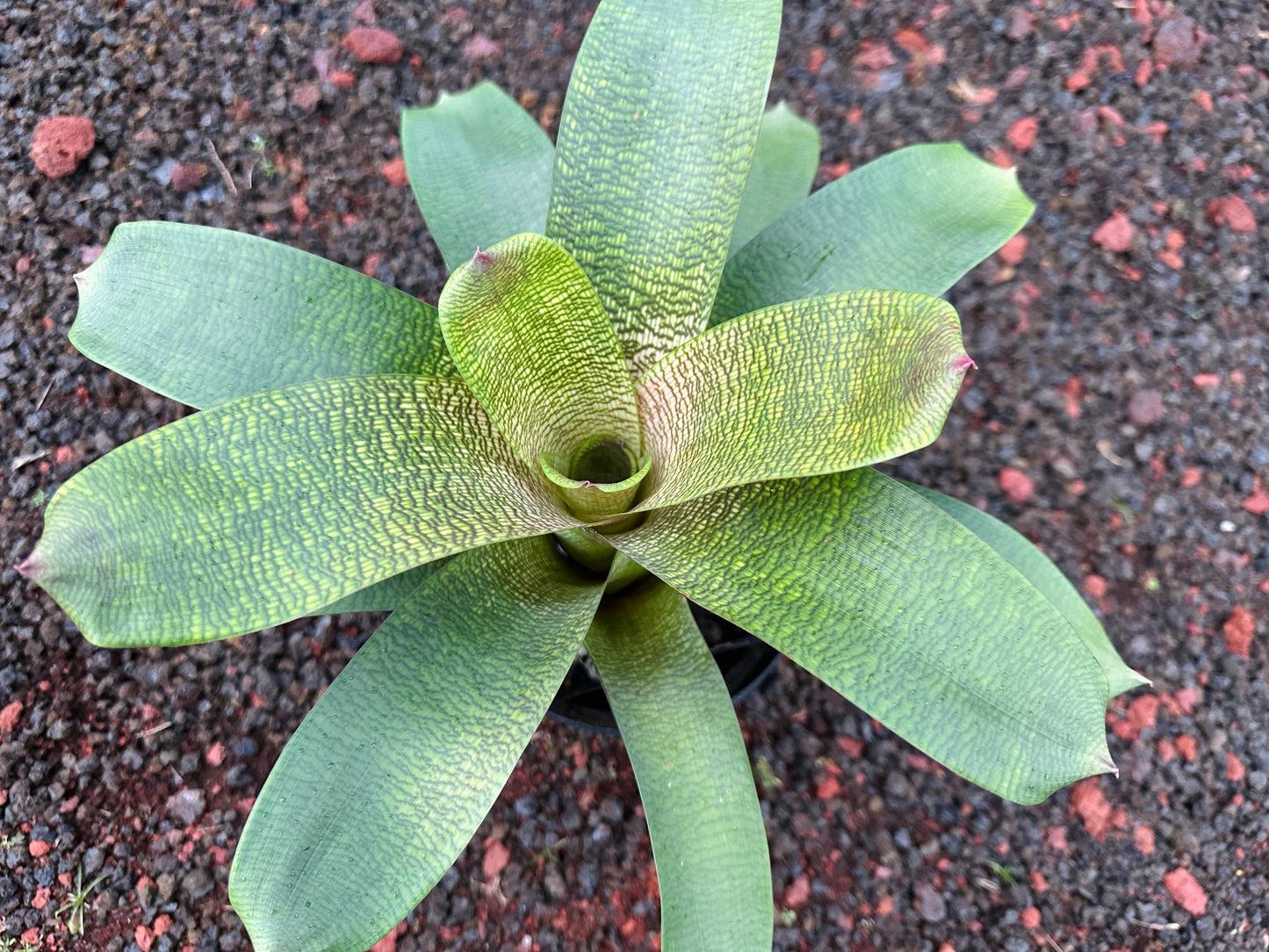 Vriesea ‘Jane Higa Testa’ x ‘Big Island Passion’