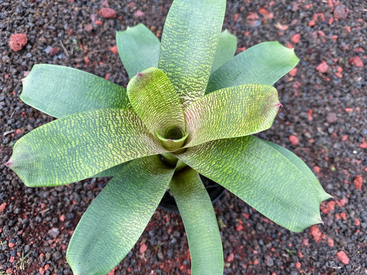 Vriesea ‘Jane Higa Testa’ x ‘Big Island Passion’