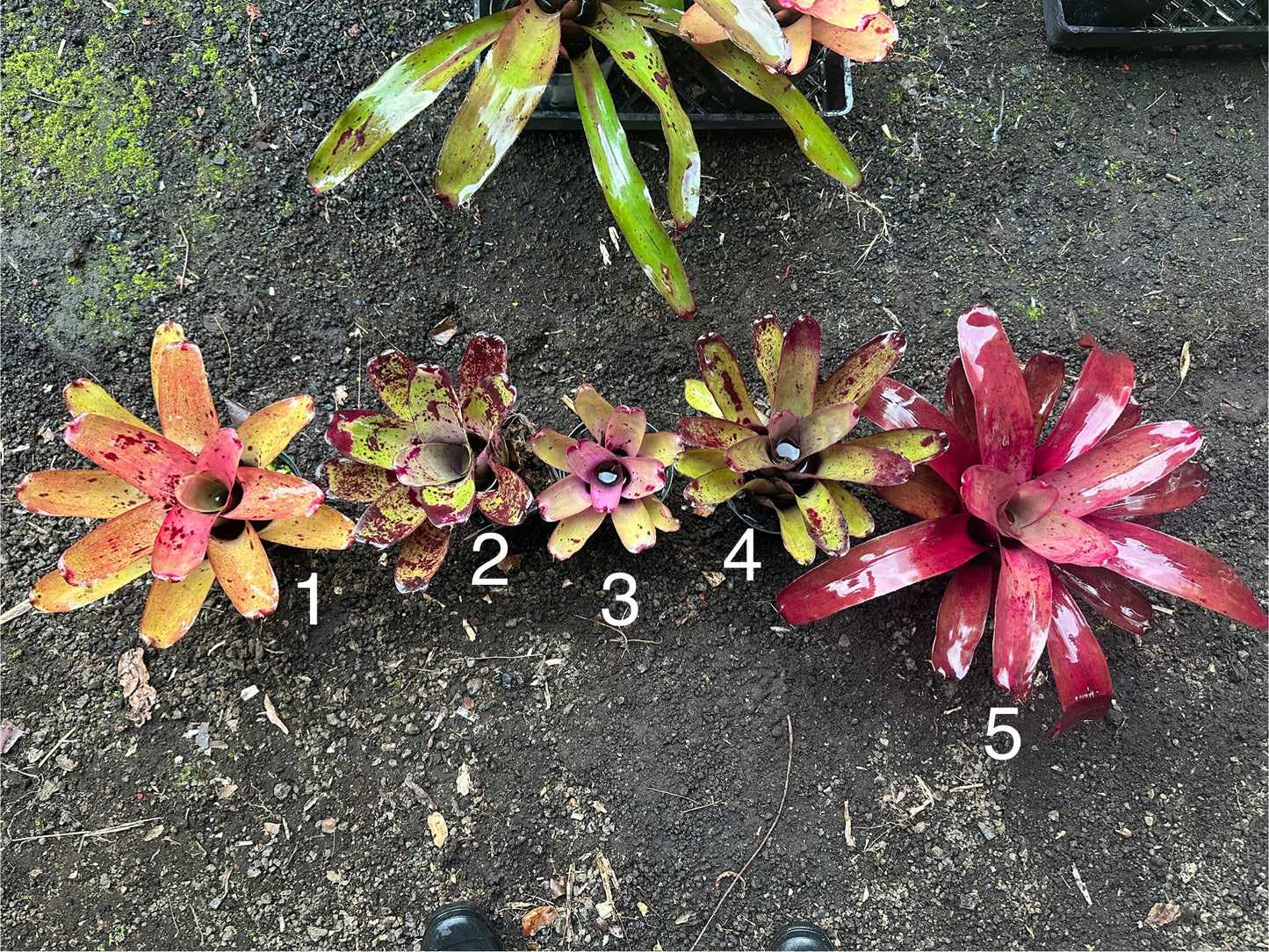 Assorted Neoregelia