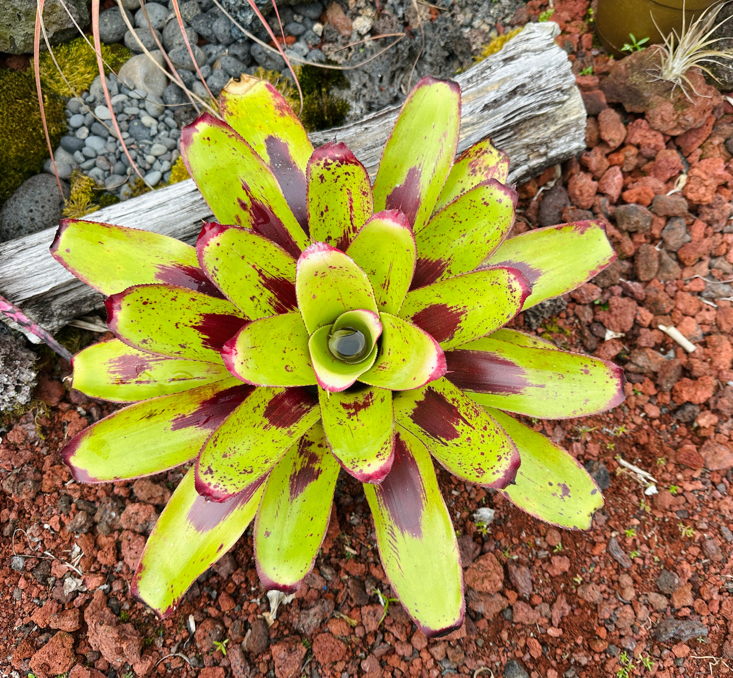 Neoregelia ‘Painted Delight’
