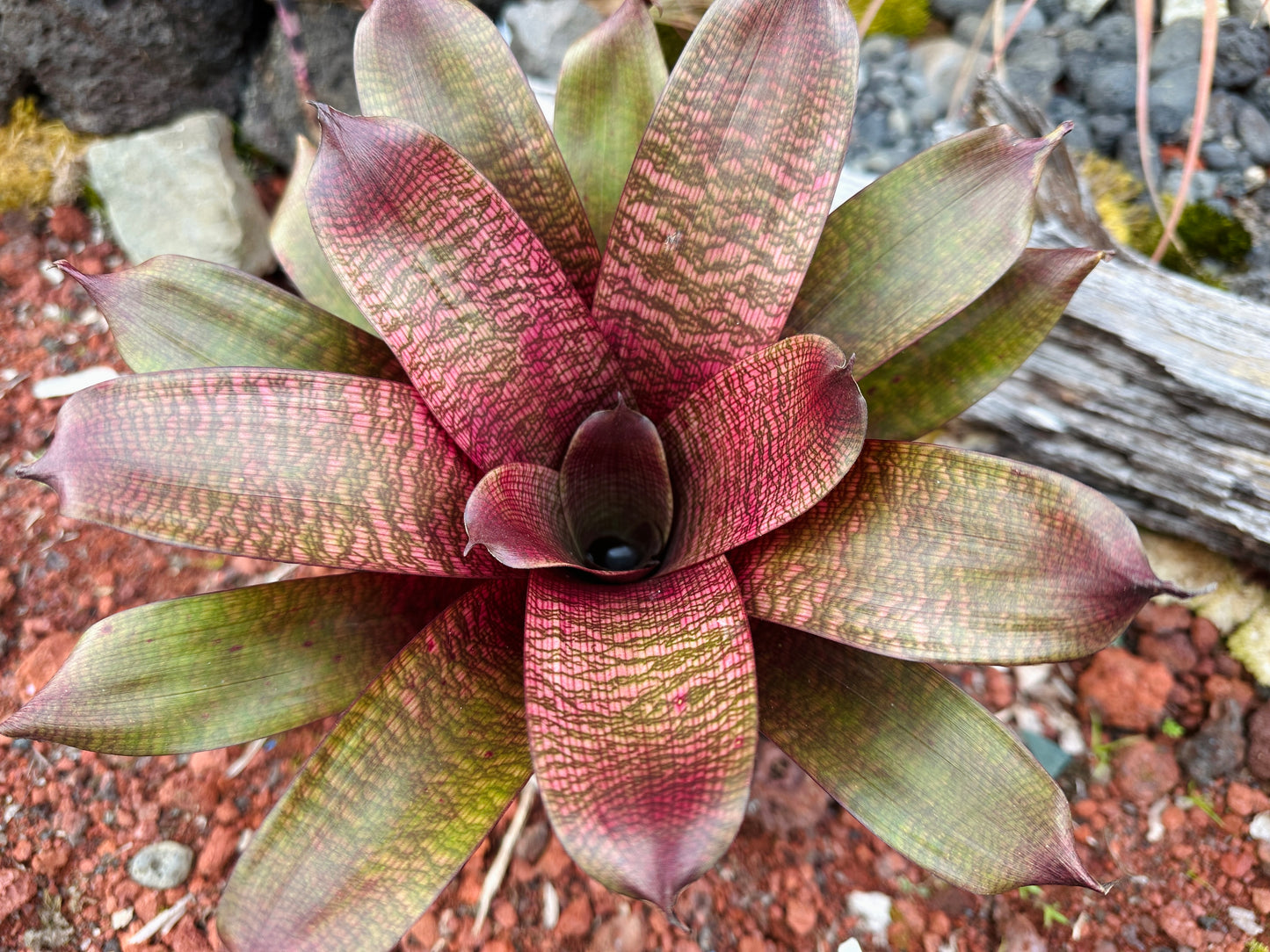 Vriesea ‘Royal Hawaiian Sunset’